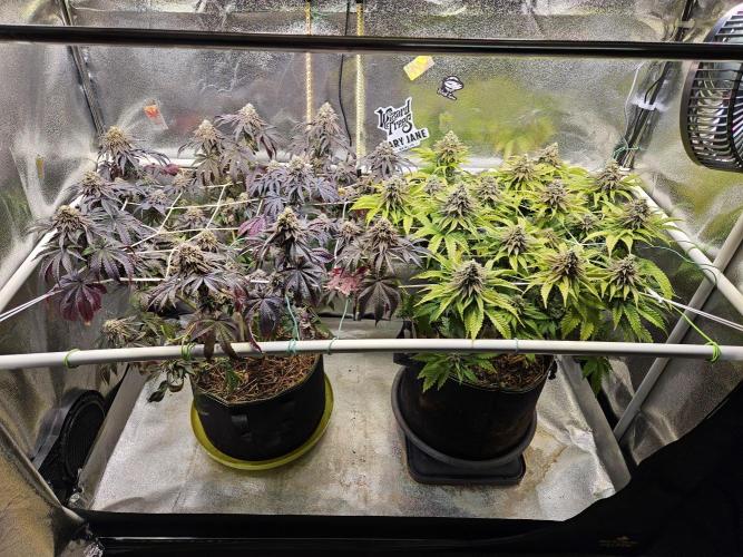 Honeycomp Pave - Compound - Winter Grow. Week 14