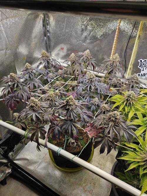 Honeycomp Pave - Compound - Winter Grow. Week 14