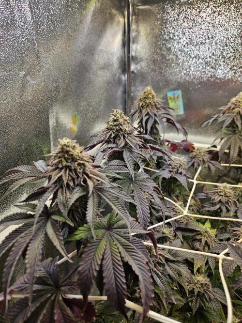 Honeycomp Pave - Compound - Winter Grow. Week 14