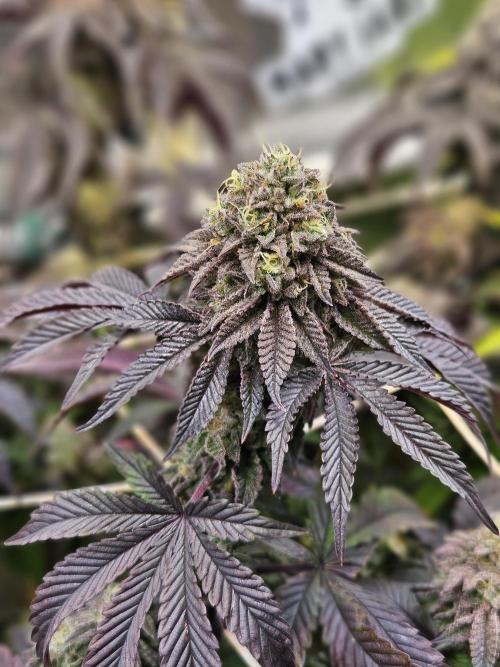 Honeycomp Pave - Compound - Winter Grow. Week 14