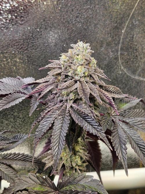 Honeycomp Pave - Compound - Winter Grow. Week 14