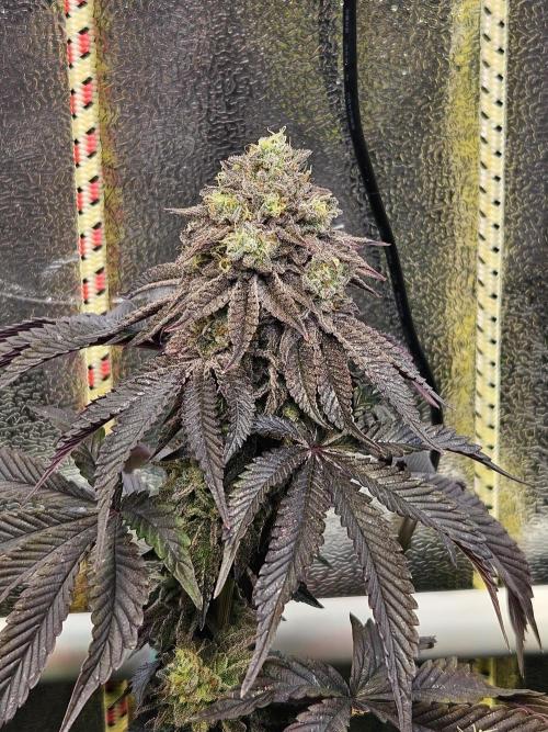 Honeycomp Pave - Compound - Winter Grow. Week 14