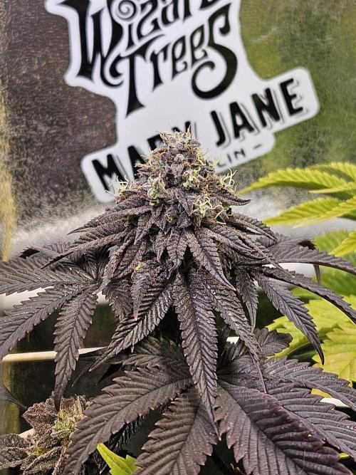 Honeycomp Pave - Compound - Winter Grow. Week 14
