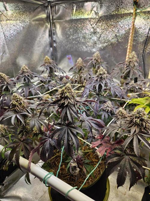 Honeycomp Pave - Compound - Winter Grow. Week 14