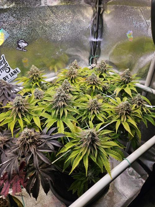 Velvet Kir Royal - HnnyHmp - Winter Grow. Week 14