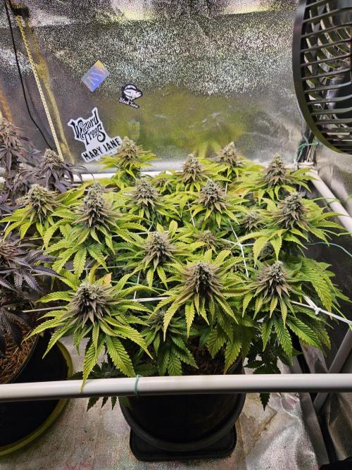 Velvet Kir Royal - HnnyHmp - Winter Grow. Week 14