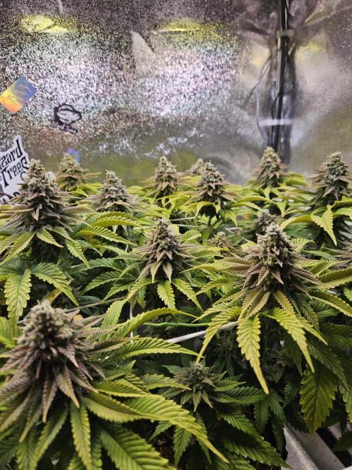 Velvet Kir Royal - HnnyHmp - Winter Grow. Week 14