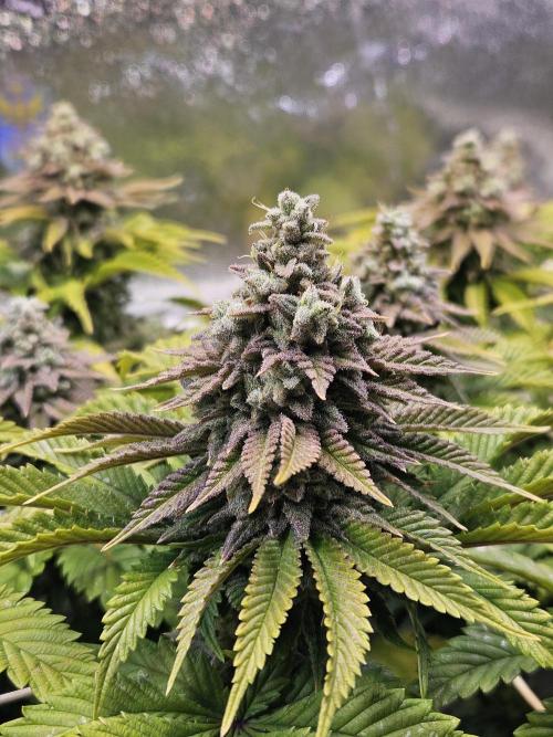 Velvet Kir Royal - HnnyHmp - Winter Grow. Week 14