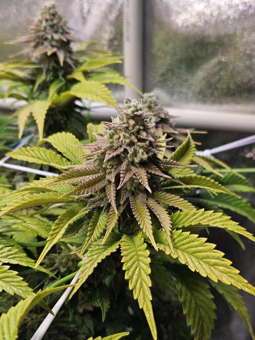 Velvet Kir Royal - HnnyHmp - Winter Grow. Week 14