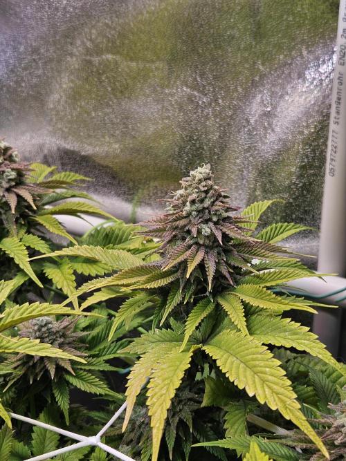 Velvet Kir Royal - HnnyHmp - Winter Grow. Week 14