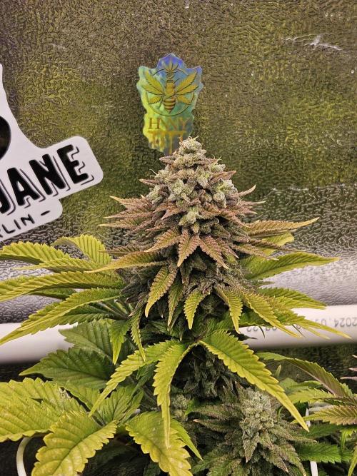 Velvet Kir Royal - HnnyHmp - Winter Grow. Week 14
