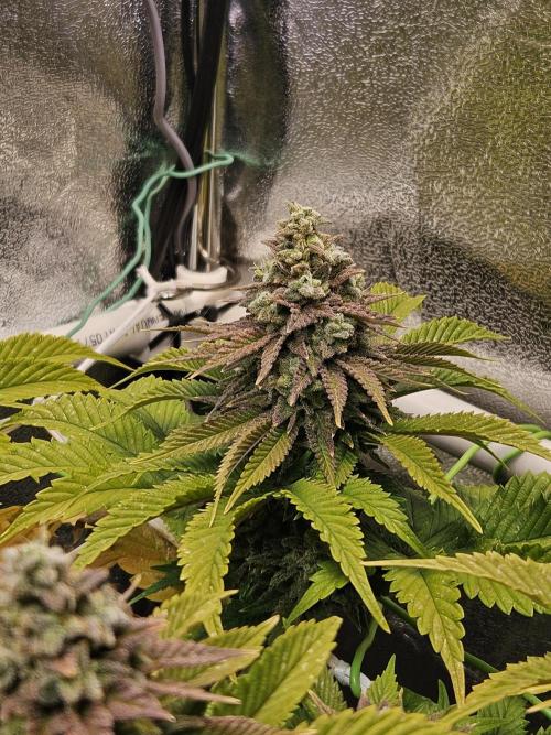 Velvet Kir Royal - HnnyHmp - Winter Grow. Week 14