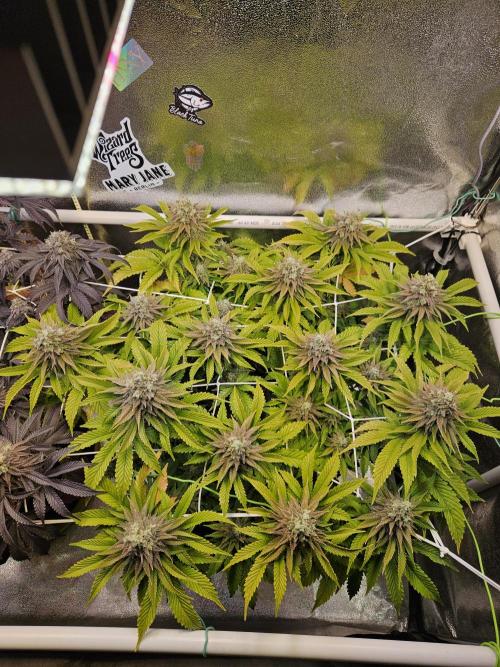 Velvet Kir Royal - HnnyHmp - Winter Grow. Week 14