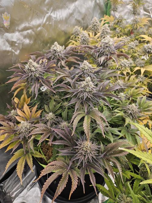 Velvet Kir Royal - HnnyHmp - Winter Grow. Week 14