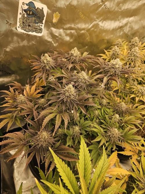 Velvet Kir Royal - HnnyHmp - Winter Grow. Week 14