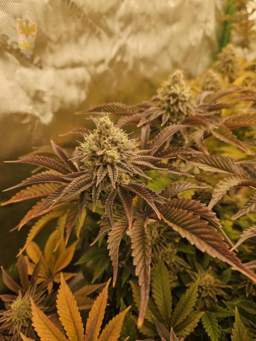 Velvet Kir Royal - HnnyHmp - Winter Grow. Week 14