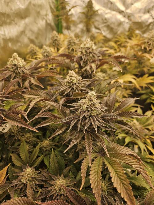 Velvet Kir Royal - HnnyHmp - Winter Grow. Week 14