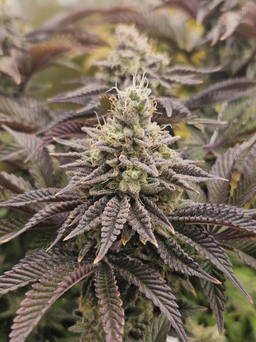 Velvet Kir Royal - HnnyHmp - Winter Grow. Week 14