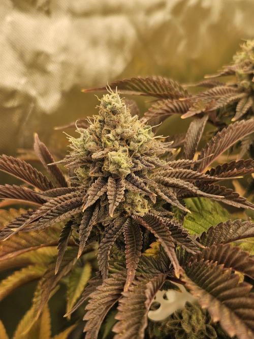 Velvet Kir Royal - HnnyHmp - Winter Grow. Week 14