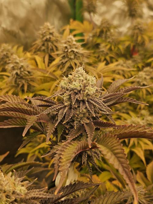 Velvet Kir Royal - HnnyHmp - Winter Grow. Week 14