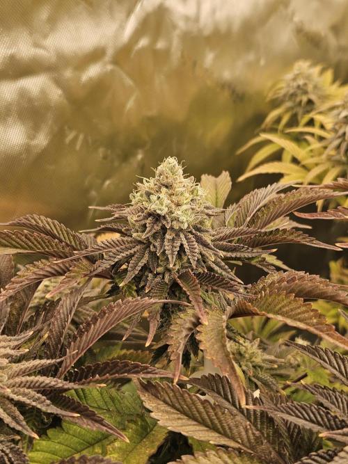 Velvet Kir Royal - HnnyHmp - Winter Grow. Week 14