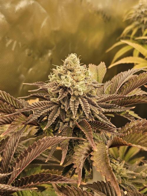 Velvet Kir Royal - HnnyHmp - Winter Grow. Week 14