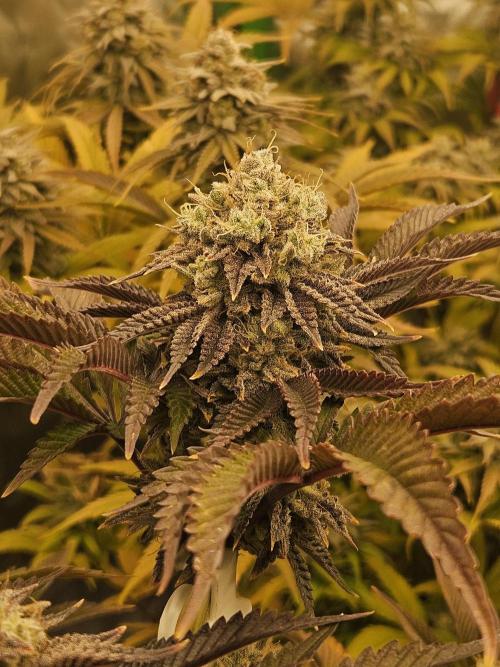 Velvet Kir Royal - HnnyHmp - Winter Grow. Week 14