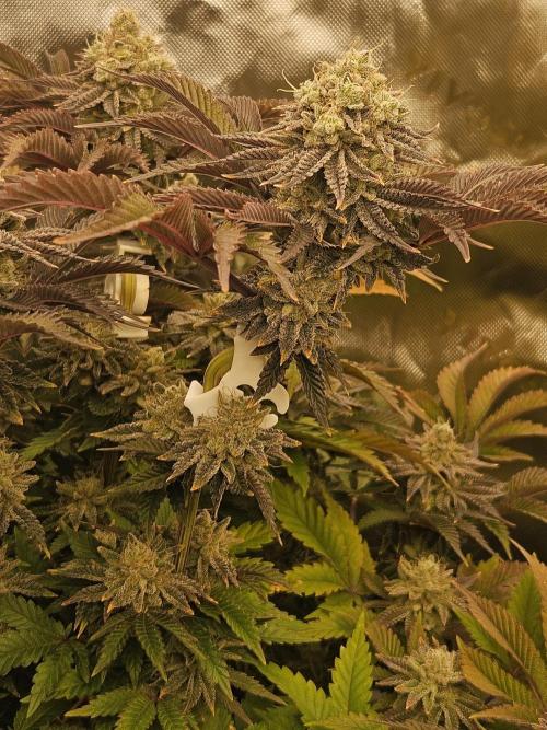 Velvet Kir Royal - HnnyHmp - Winter Grow. Week 14
