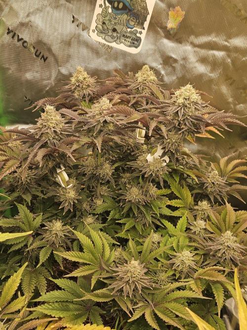 Velvet Kir Royal - HnnyHmp - Winter Grow. Week 14