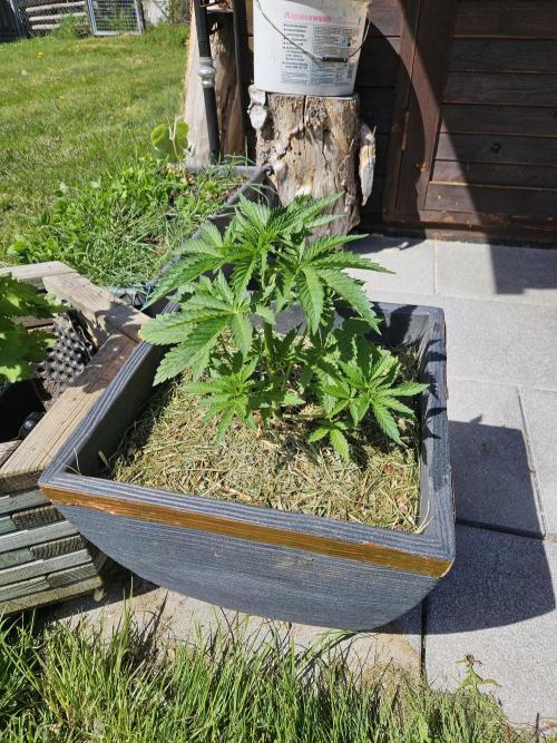 Slushberry Mintz - Outdoor vs Indoor. Week 4