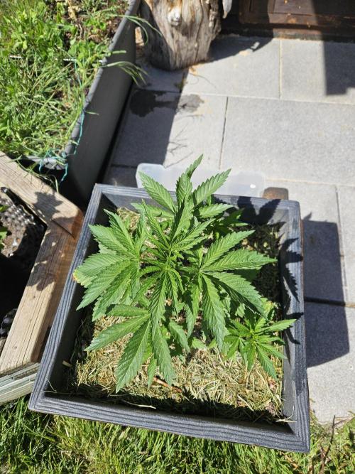 Slushberry Mintz - Outdoor vs Indoor. Week 4