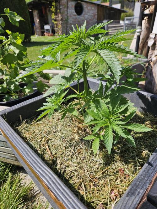 Slushberry Mintz - Outdoor vs Indoor. Week 4