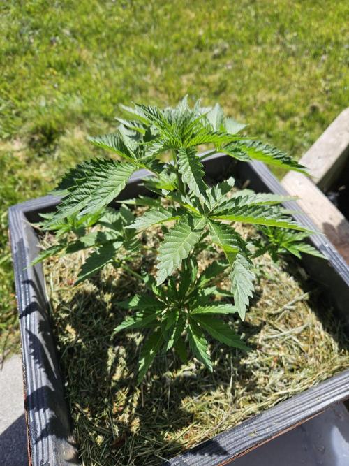 Slushberry Mintz - Outdoor vs Indoor. Week 4