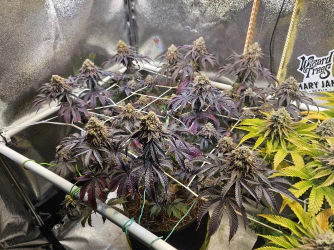 Honeycomp Pave - Compound - Winter Grow. Week 15