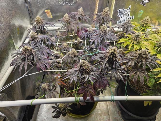 Honeycomp Pave - Compound - Winter Grow. Week 15