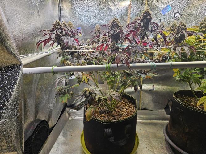 Honeycomp Pave - Compound - Winter Grow. Week 15