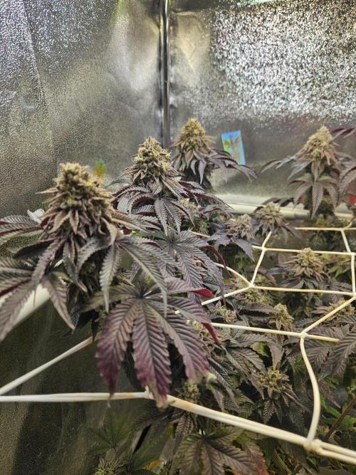 Honeycomp Pave - Compound - Winter Grow. Week 15