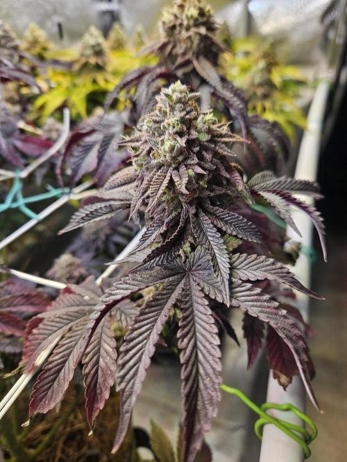 Honeycomp Pave - Compound - Winter Grow. Week 15