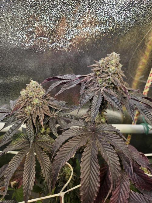Honeycomp Pave - Compound - Winter Grow. Week 15