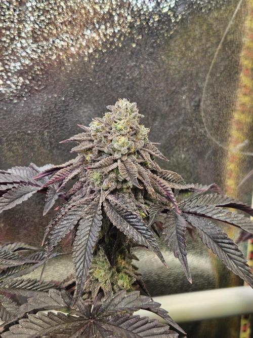 Honeycomp Pave - Compound - Winter Grow. Week 15