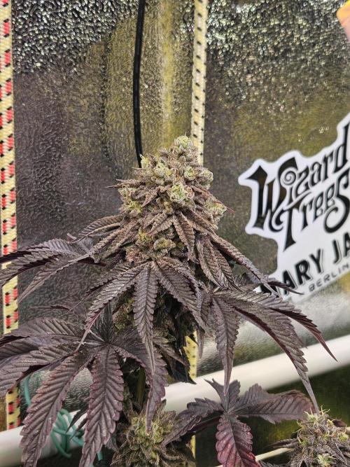 Honeycomp Pave - Compound - Winter Grow. Week 15