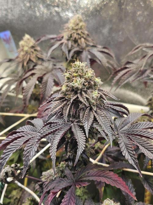 Honeycomp Pave - Compound - Winter Grow. Week 15