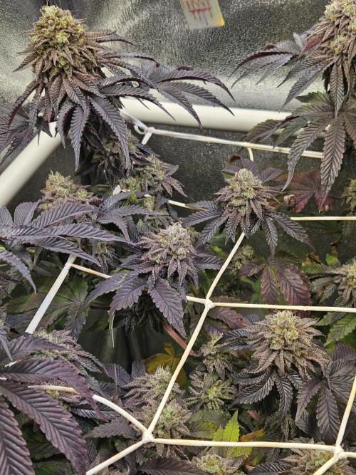 Honeycomp Pave - Compound - Winter Grow. Week 15