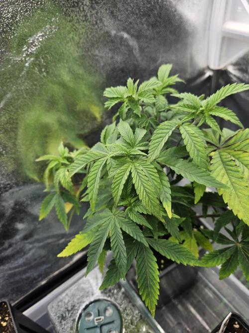 Slushberry Mintz - Outdoor vs Indoor. Week 5