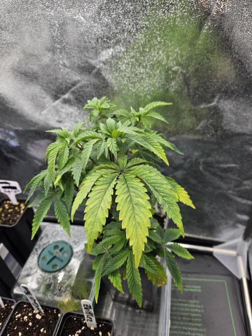 Slushberry Mintz - Outdoor vs Indoor. Week 5