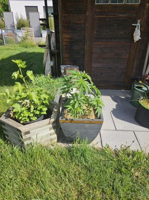 Slushberry Mintz - Outdoor vs Indoor. Week 5