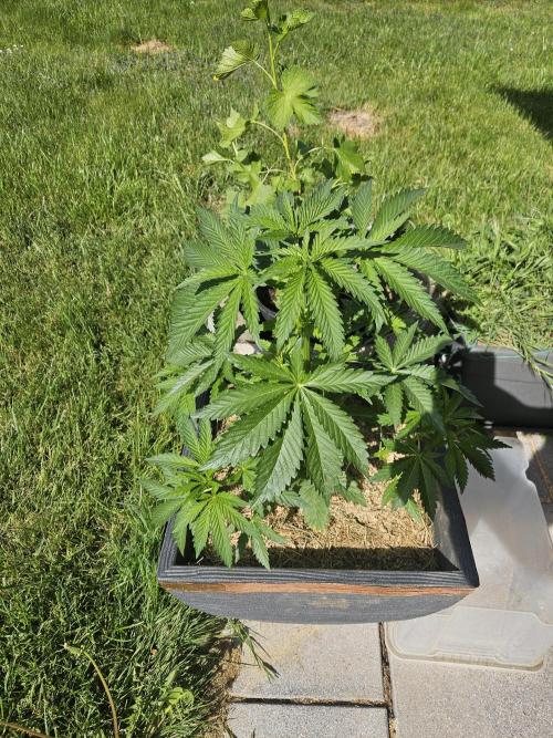 Slushberry Mintz - Outdoor vs Indoor. Week 5
