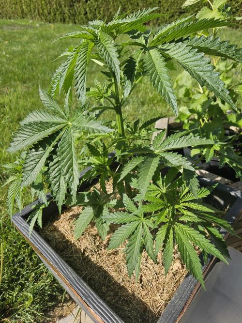 Slushberry Mintz - Outdoor vs Indoor. Week 5