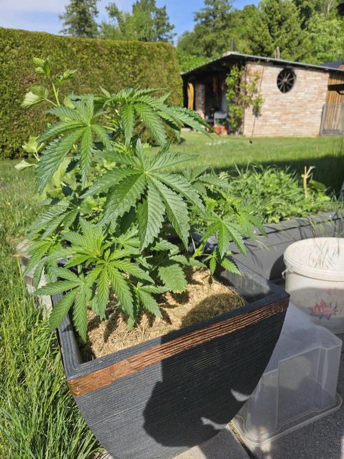 Slushberry Mintz - Outdoor vs Indoor. Week 5