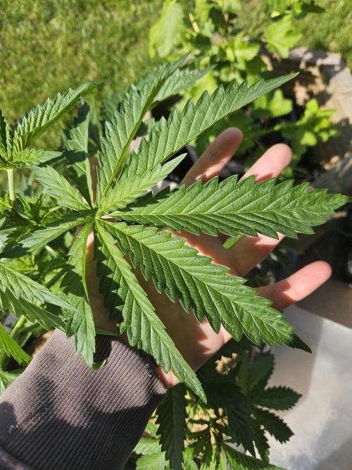 Slushberry Mintz - Outdoor vs Indoor. Week 5
